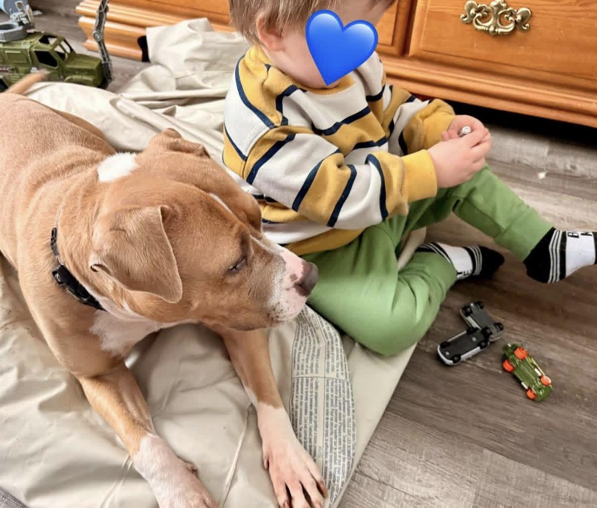 Enlarge Suki, a ADOPTABLE mixed breed in Rochester, NY image 3/4