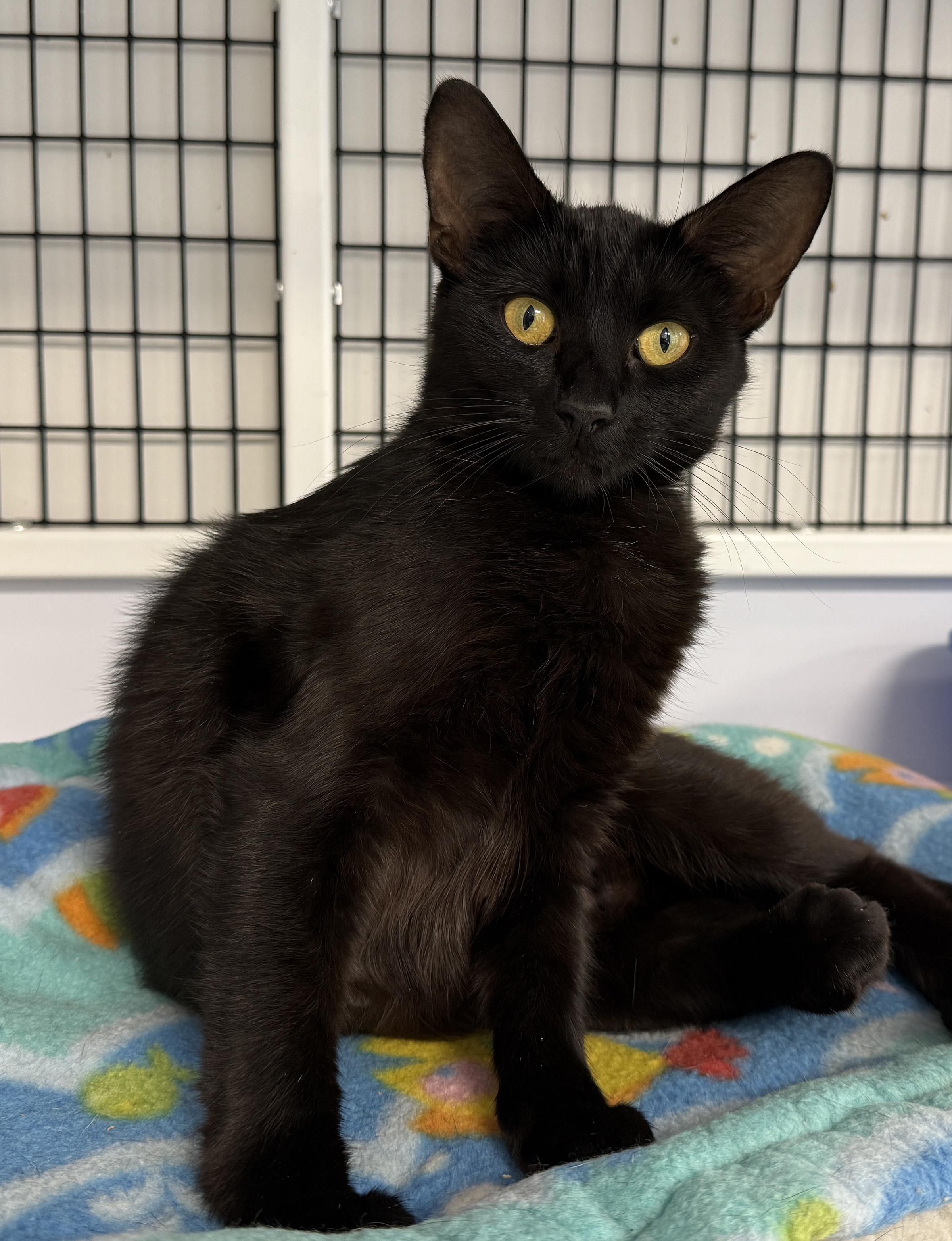 Enlarge LOCAL CAT, Aberdeen, a Adoptable mixed breed in Clayville, RI image 3/6