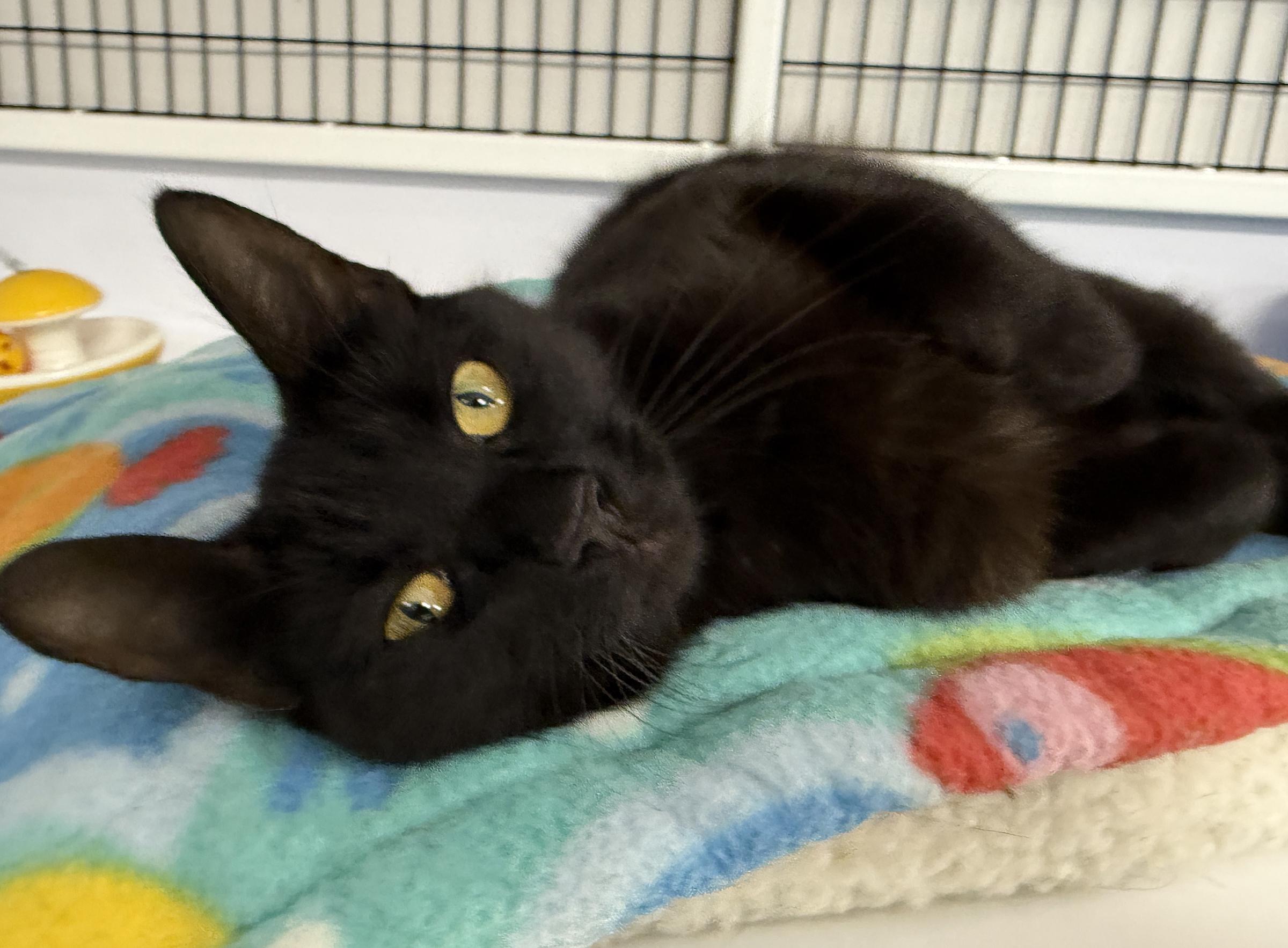Enlarge LOCAL CAT, Aberdeen, a Adoptable mixed breed in Clayville, RI image 6/6