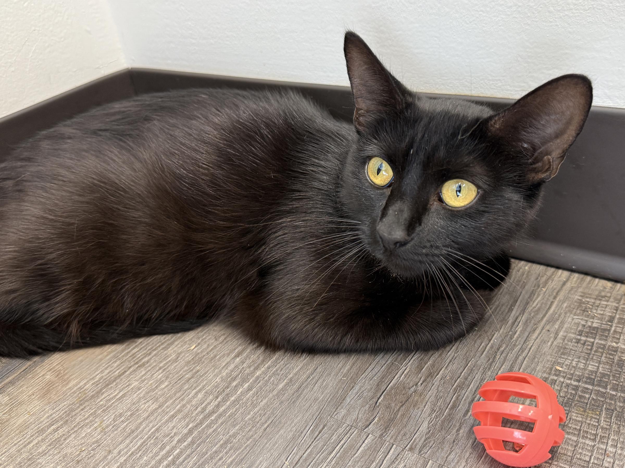 Enlarge LOCAL CAT, Aberdeen, a Adoptable mixed breed in Clayville, RI image 2/6