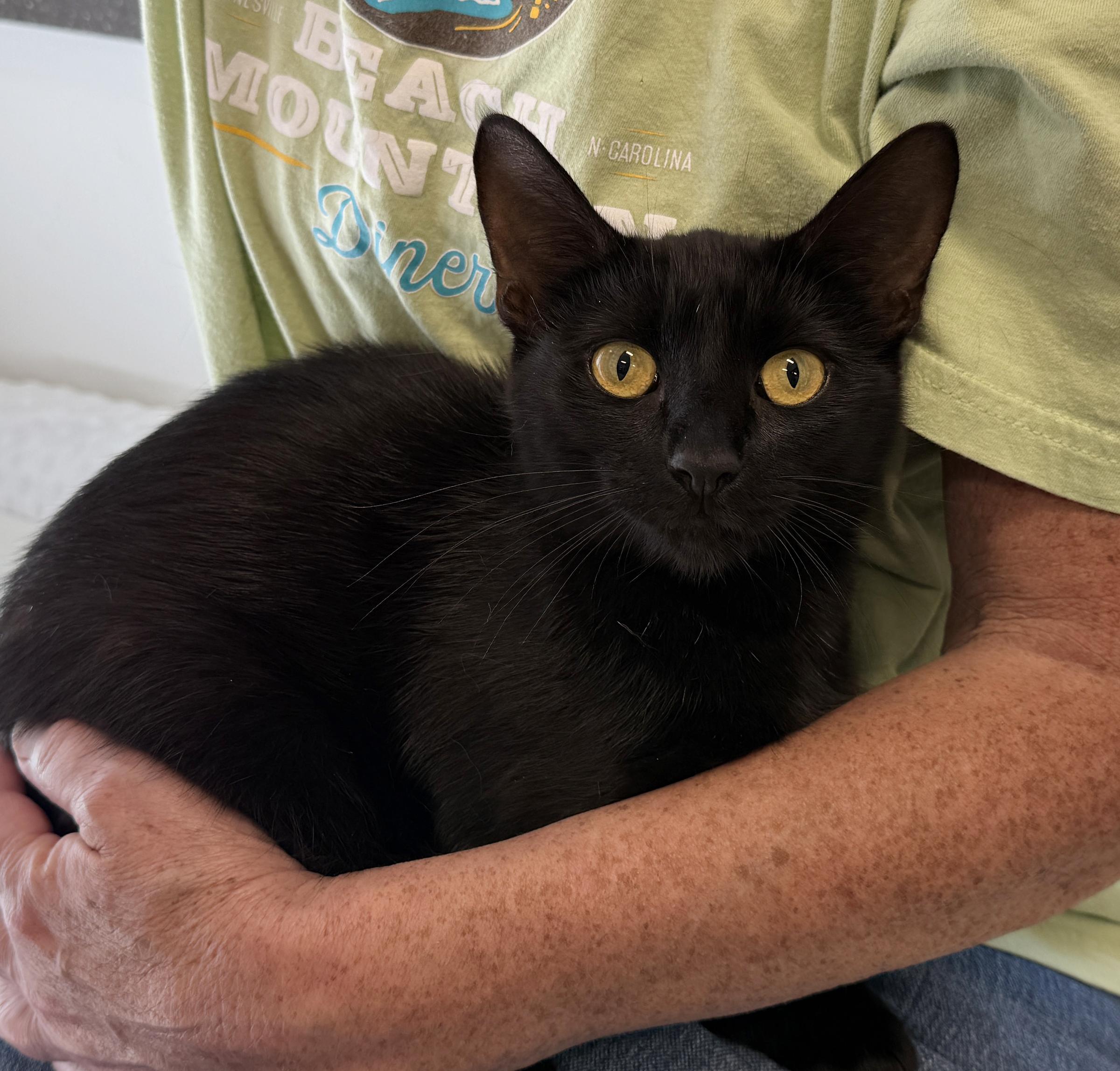 Enlarge LOCAL CAT, Aberdeen, a Adoptable mixed breed in Clayville, RI image 4/6