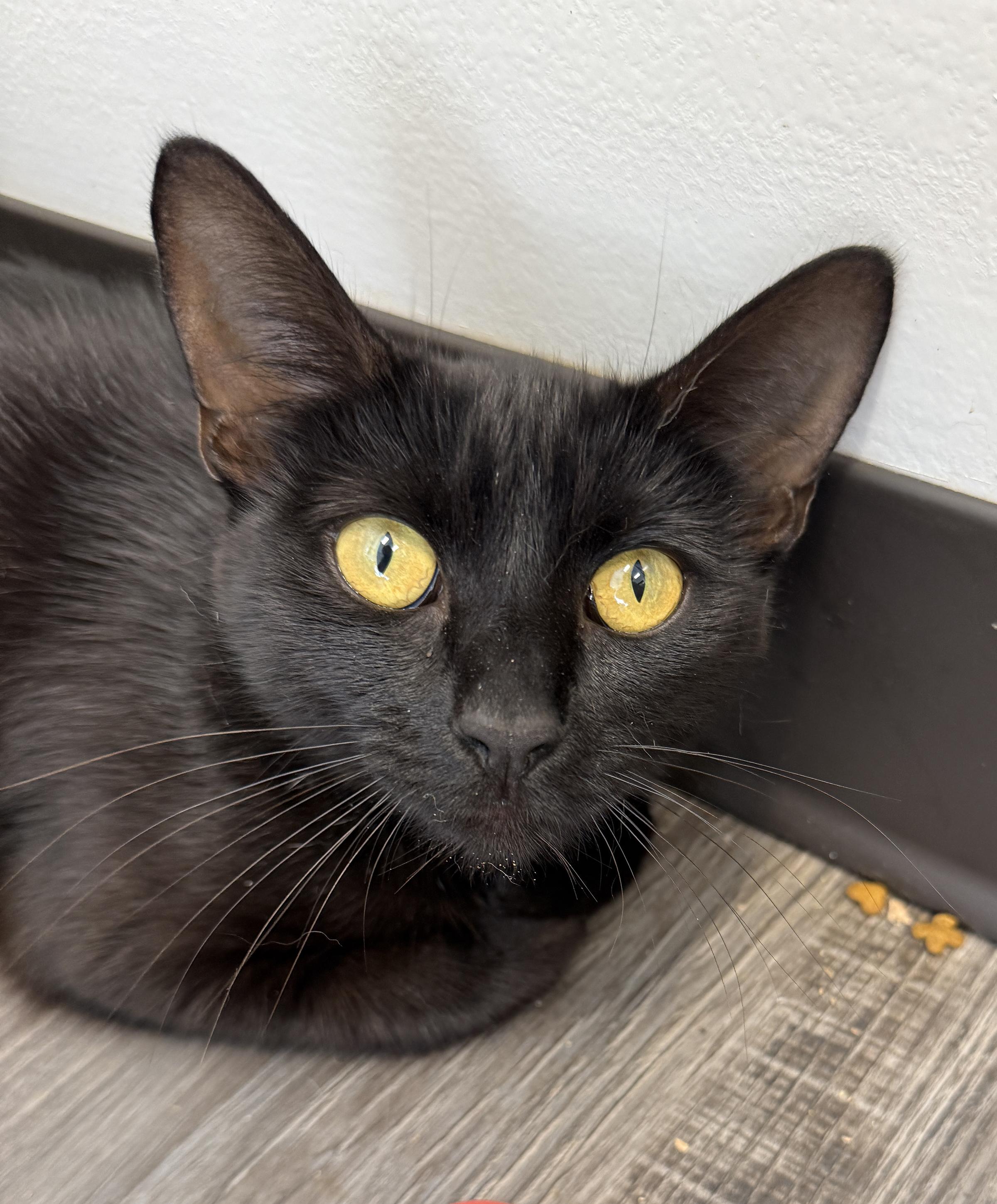 Enlarge LOCAL CAT, Aberdeen, a Adoptable mixed breed in Clayville, RI image 5/6