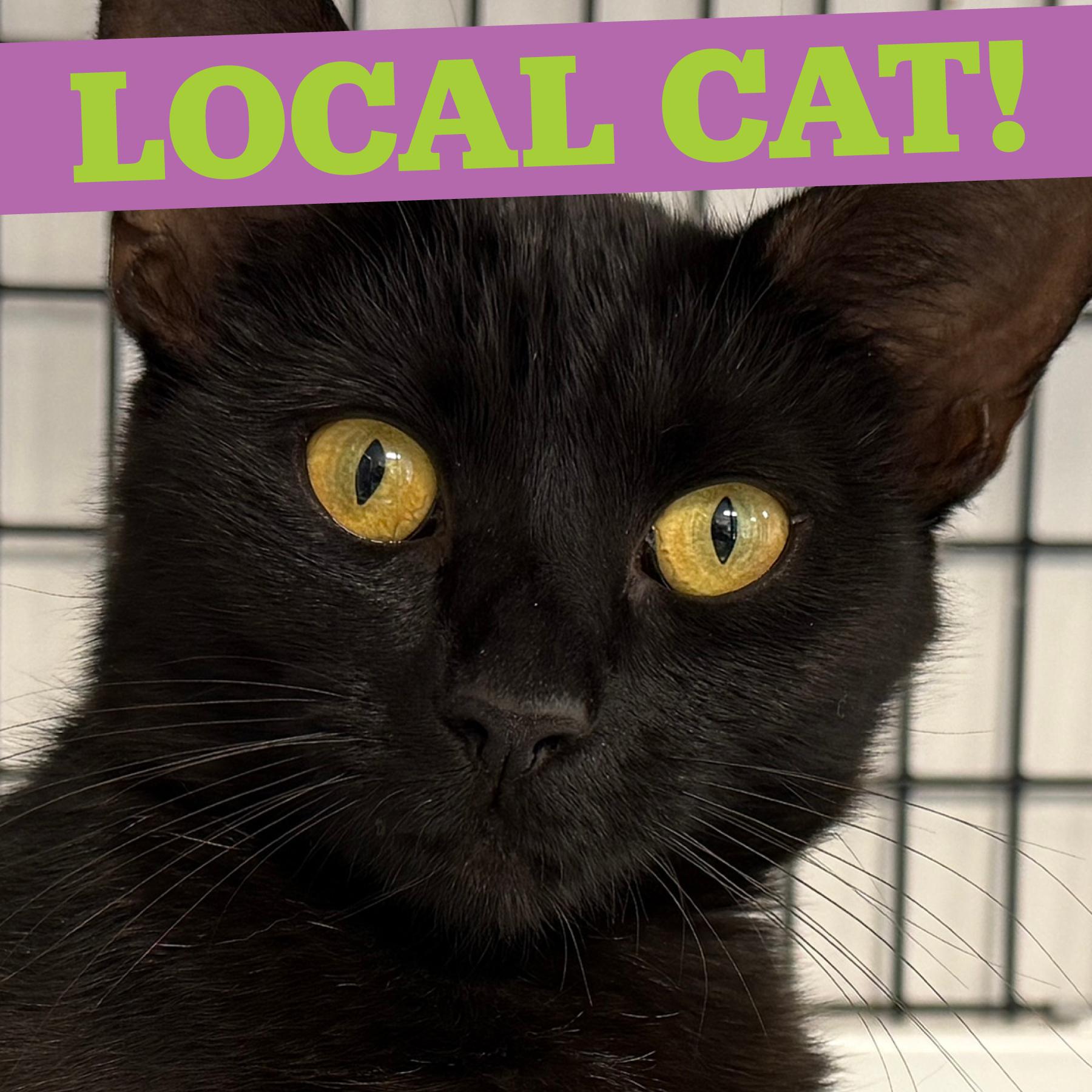 LOCAL CAT, Aberdeen, Adoptable, Young Female Domestic Medium Hair.