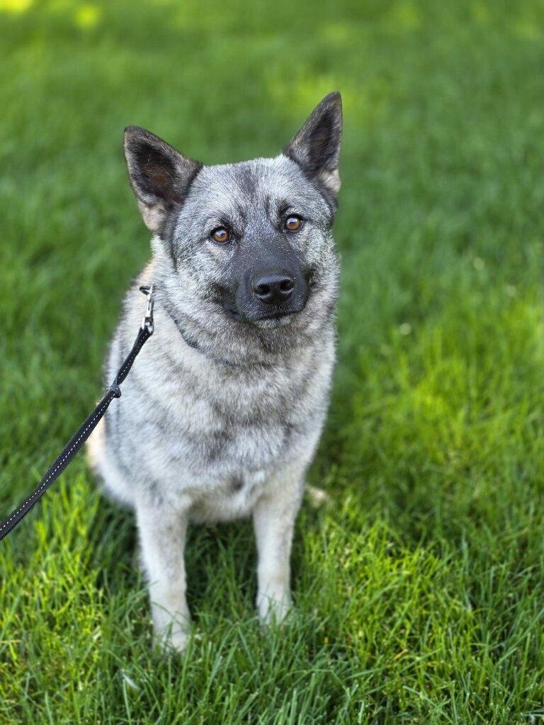 Kera, an adopted Norwegian Elkhound in Orland Park, IL image 3/6
