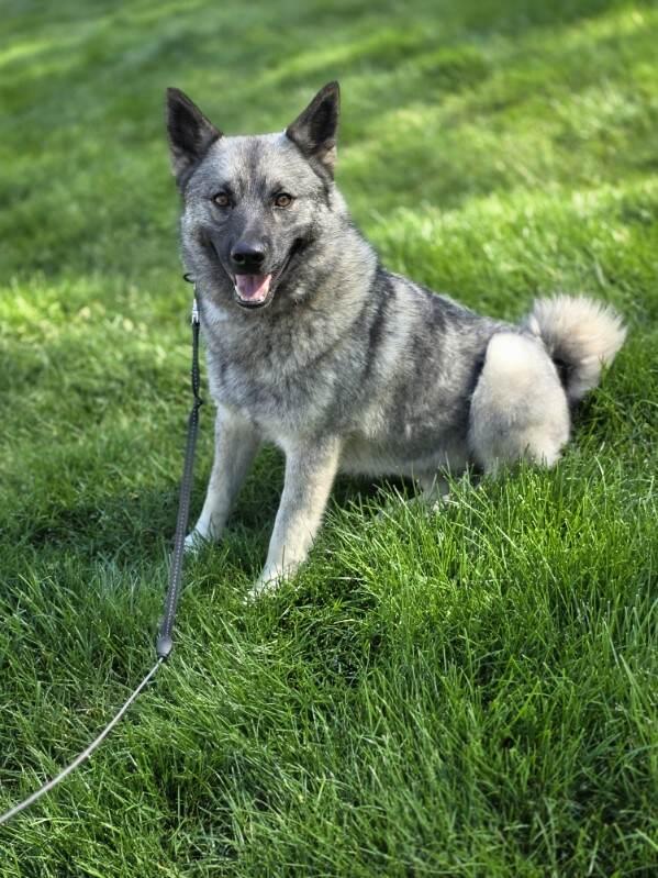 Kera, an adopted Norwegian Elkhound in Orland Park, IL image 1/6