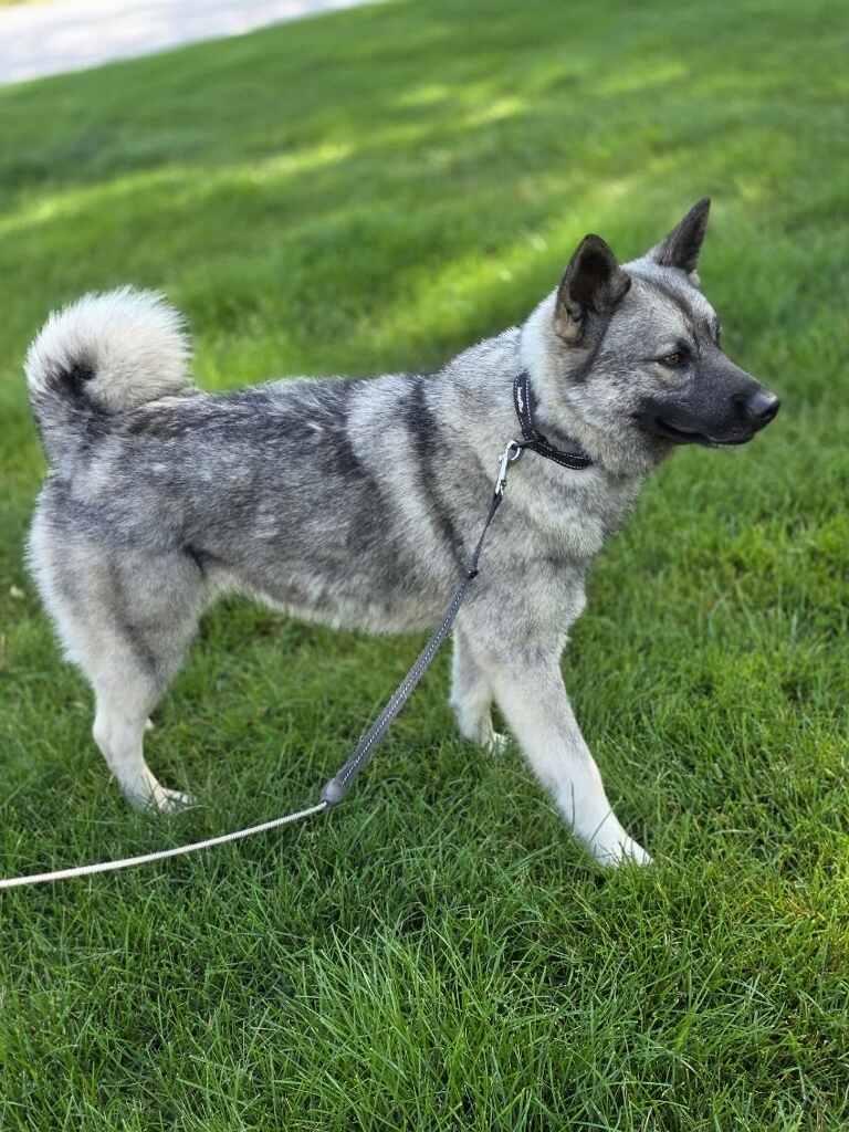 Kera, an adopted Norwegian Elkhound in Orland Park, IL image 2/6