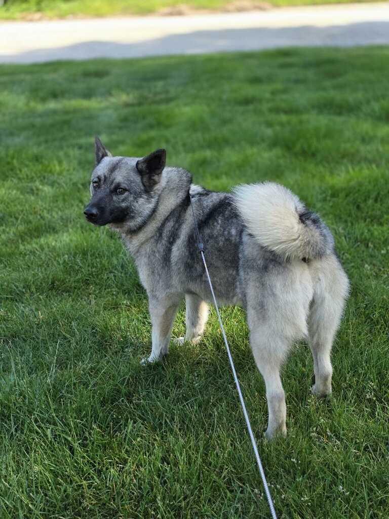 Kera, an adopted Norwegian Elkhound in Orland Park, IL image 5/6
