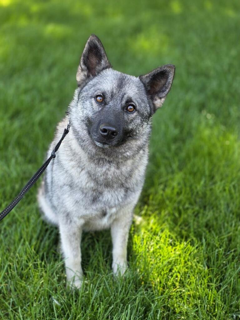 Kera, an adopted Norwegian Elkhound in Orland Park, IL image 4/6