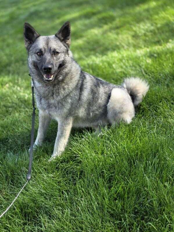 Kera, an adopted Norwegian Elkhound in Orland Park, IL image 6/6