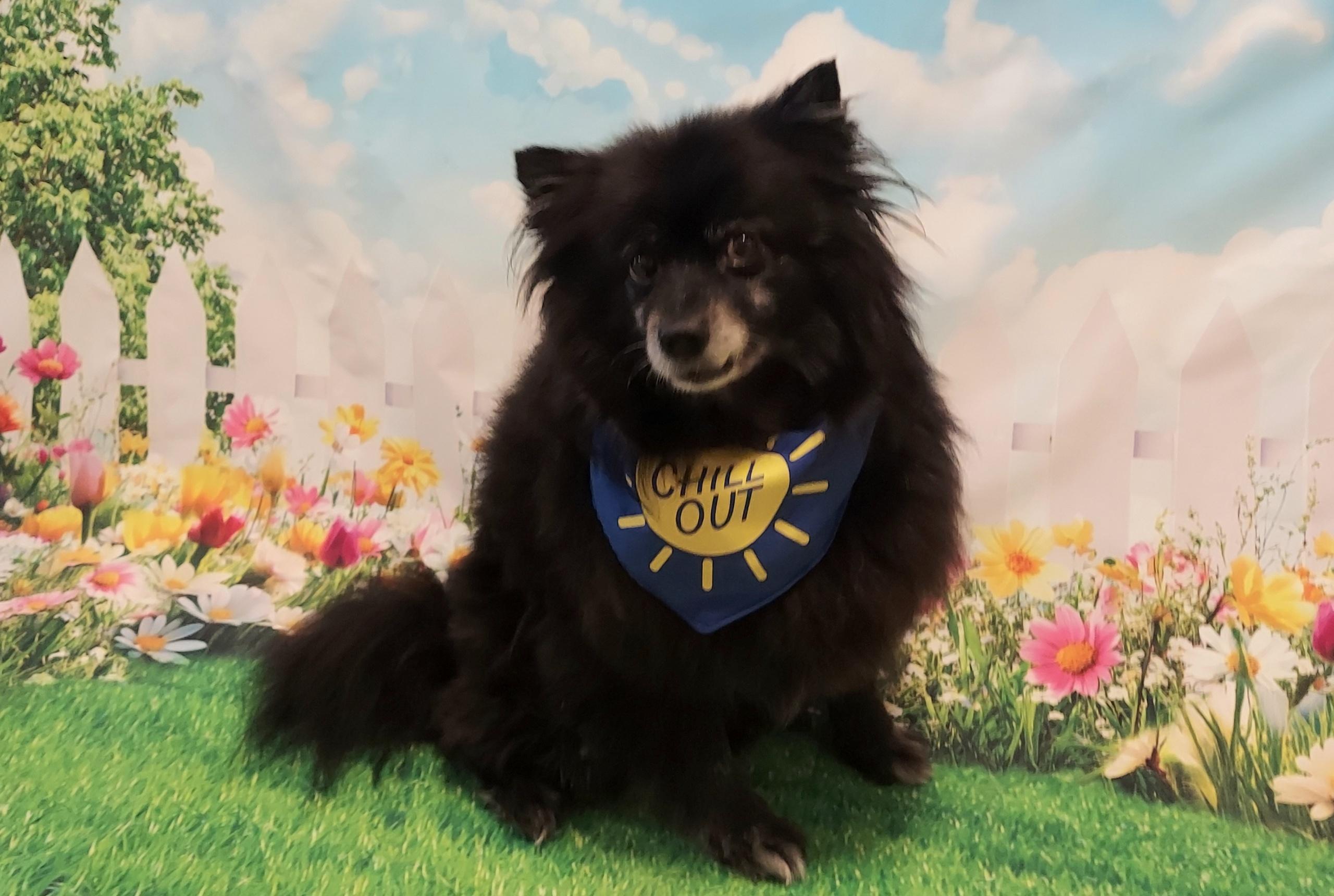 Coco, a Adoptable Pomeranian in Richmond, VA image 5/6