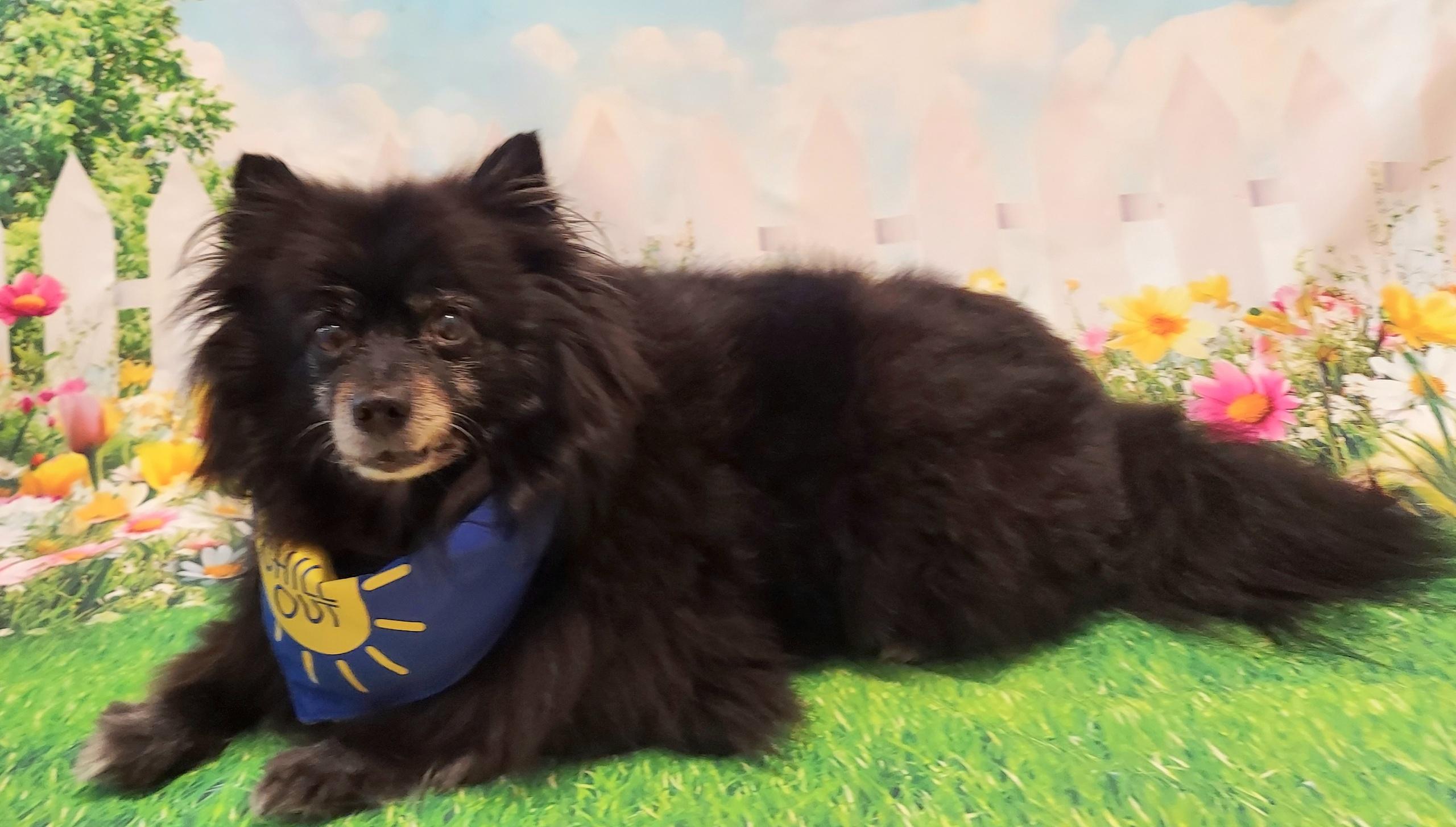 Coco, a Adoptable Pomeranian in Richmond, VA image 6/6