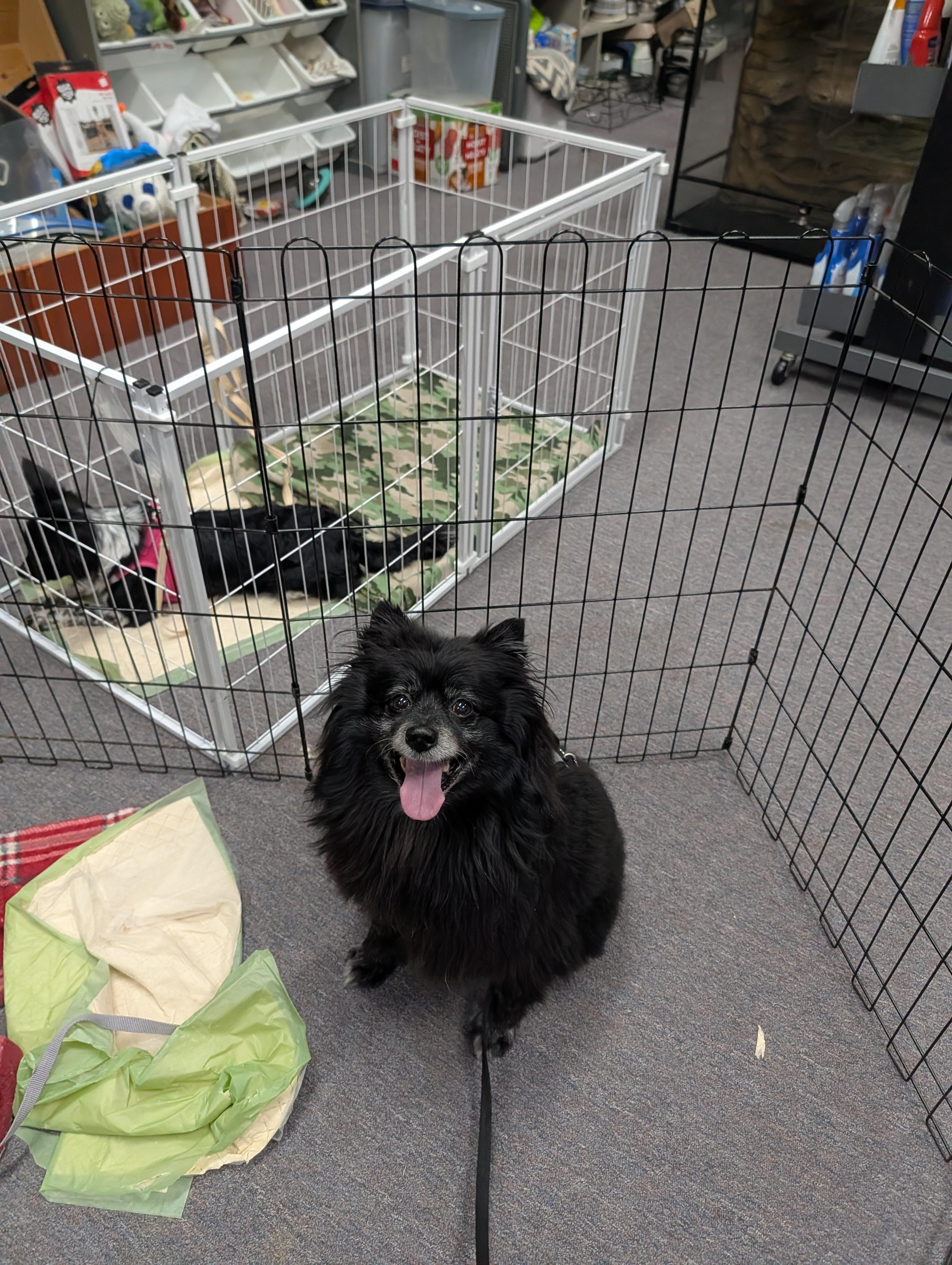 Coco, Adoptable, Senior Male Pomeranian.