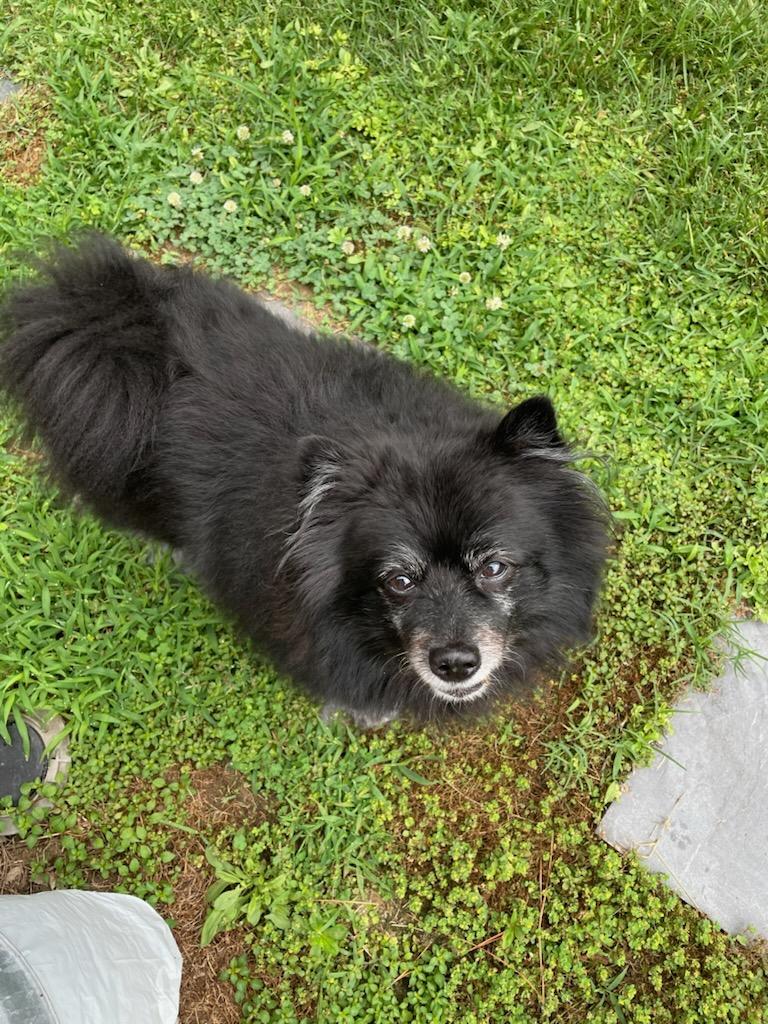 Coco, a Adoptable Pomeranian in Richmond, VA image 3/6