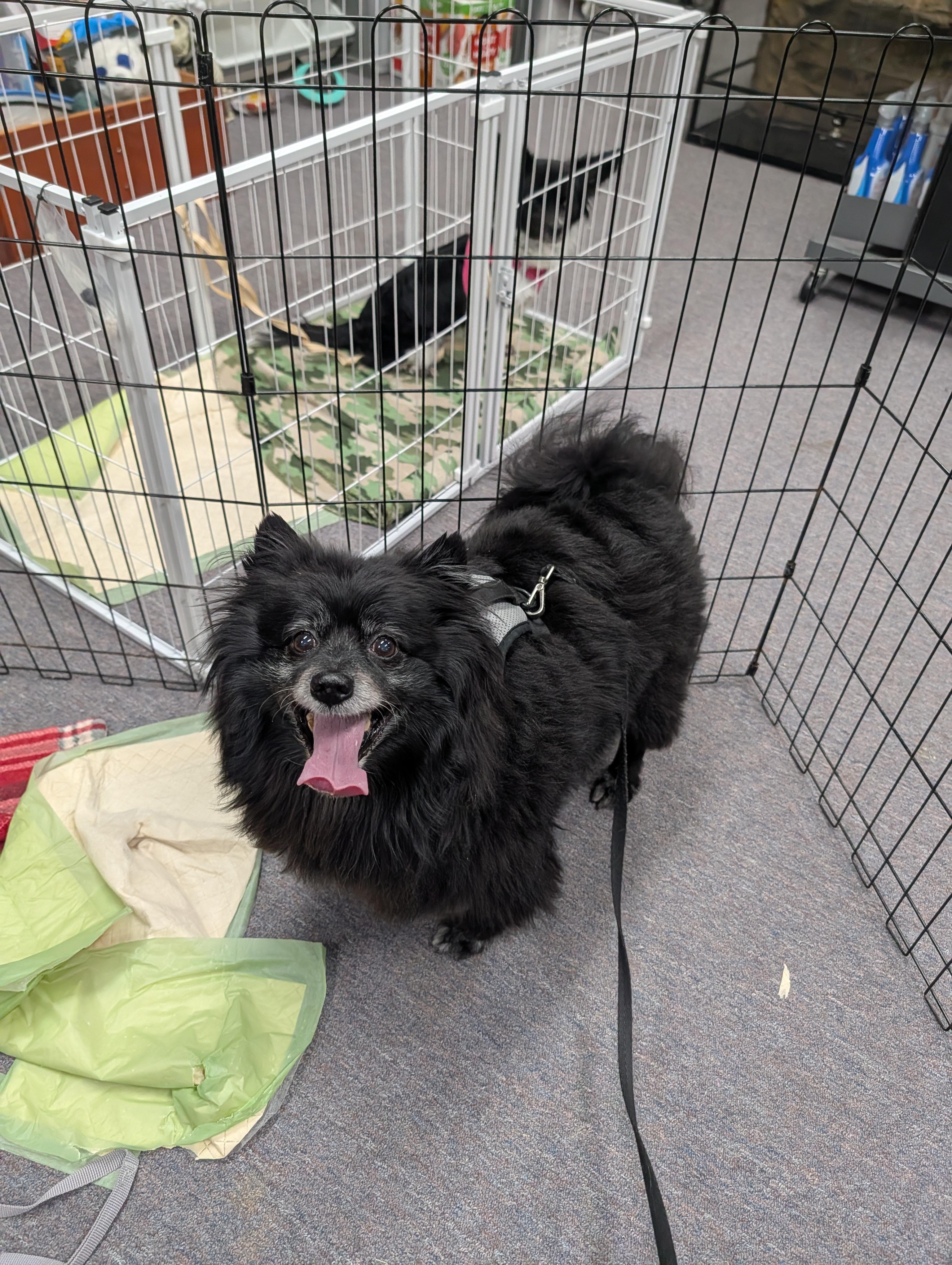 Coco, a Adoptable Pomeranian in Richmond, VA image 4/6