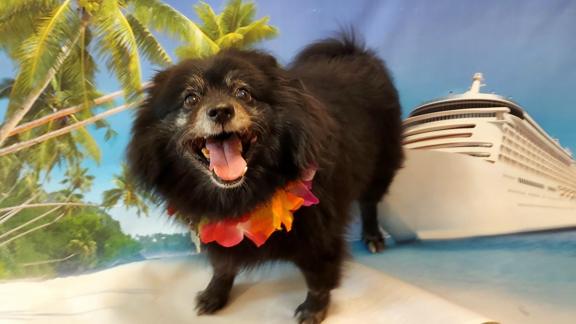 Coco, a Adoptable Pomeranian in Richmond, VA image 2/6