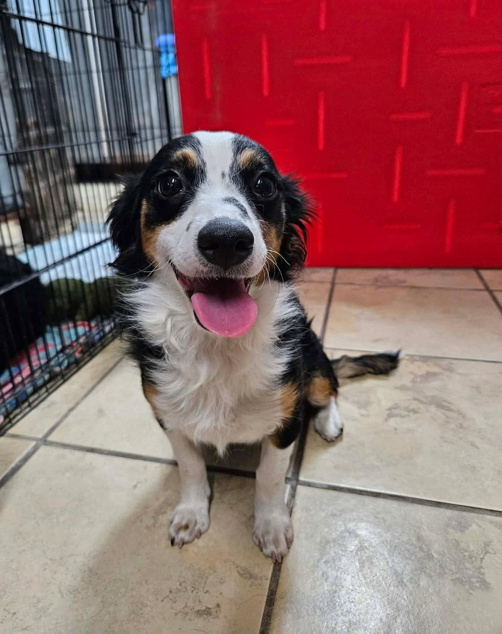Enlarge Ursula, a Adopted Spaniel in El Centro, CA image 1/1