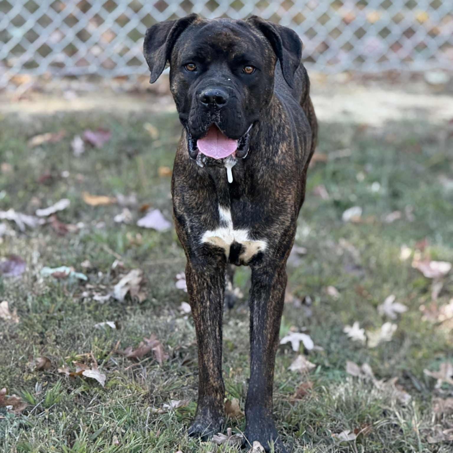 Enlarge Weston, a Adoptable Cane Corso in Orange, VA image 3/4