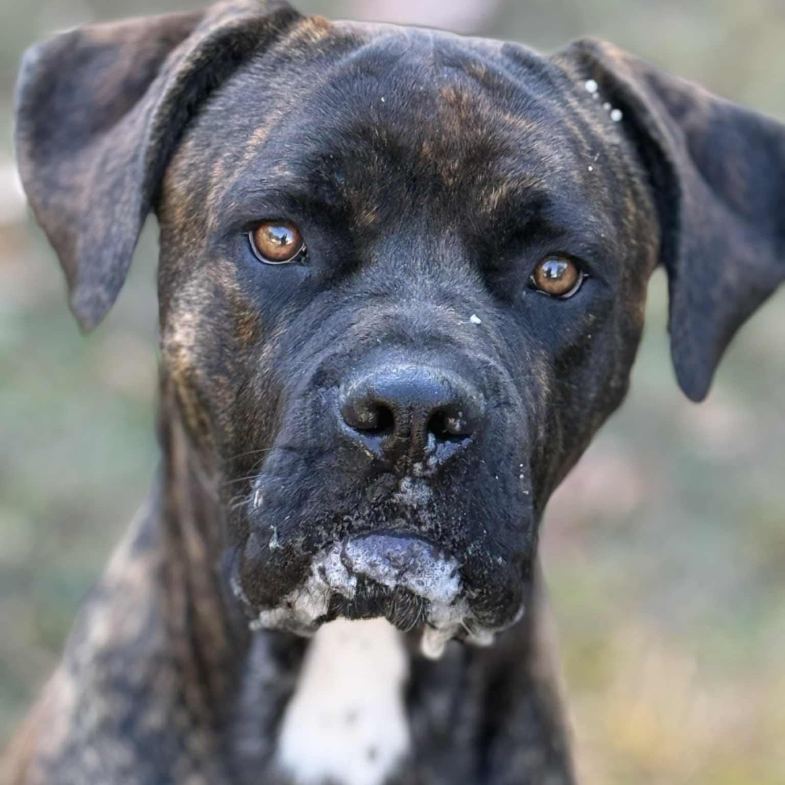 Enlarge Weston, a Adoptable Cane Corso in Orange, VA image 1/4