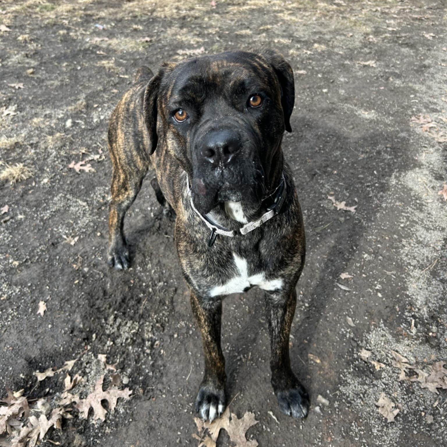 Enlarge Weston, a Adoptable Cane Corso in Orange, VA image 1/4