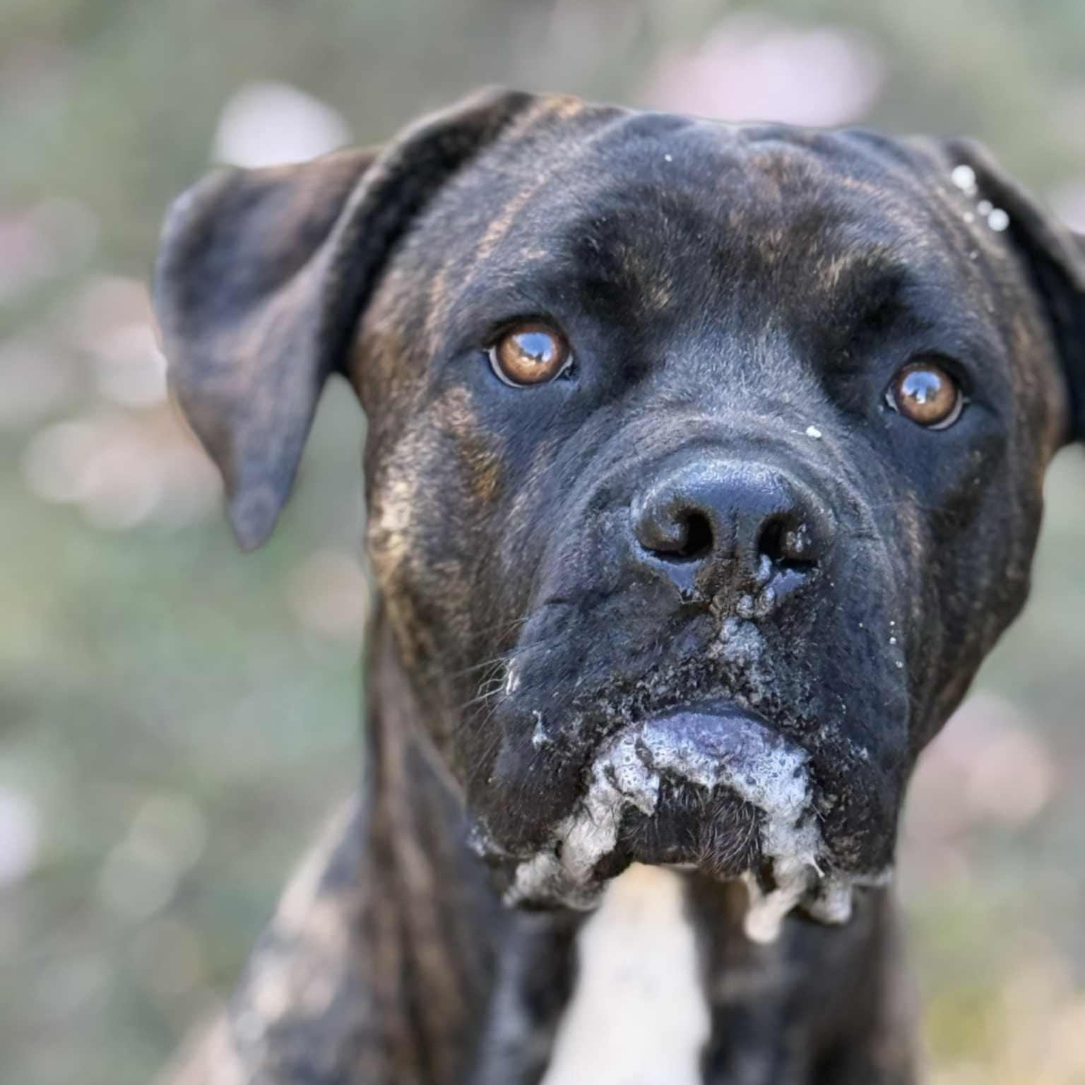 Enlarge Weston, a Adoptable Cane Corso in Orange, VA image 4/4