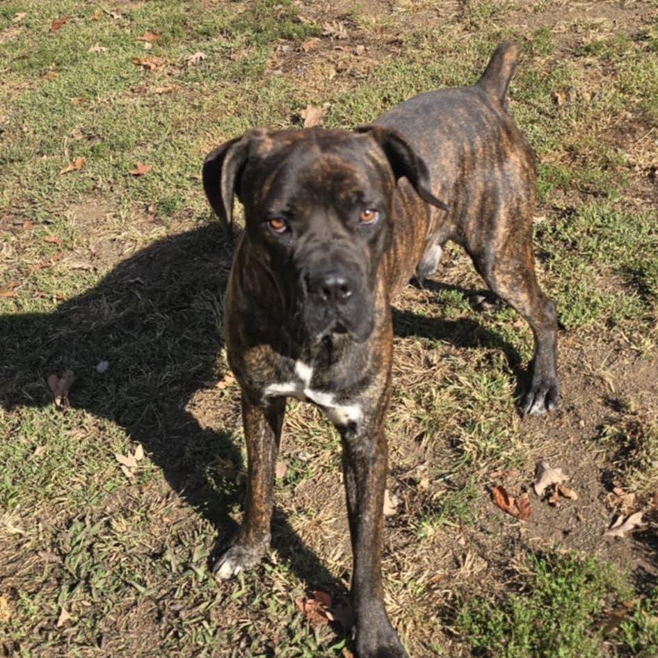 Enlarge Weston, a Adoptable Cane Corso in Orange, VA image 2/4