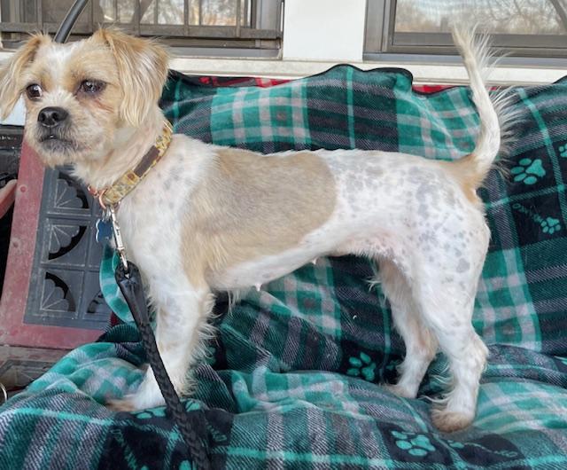 Freckles, ADOPTABLE, Adult Female Poodle & Shih Tzu.