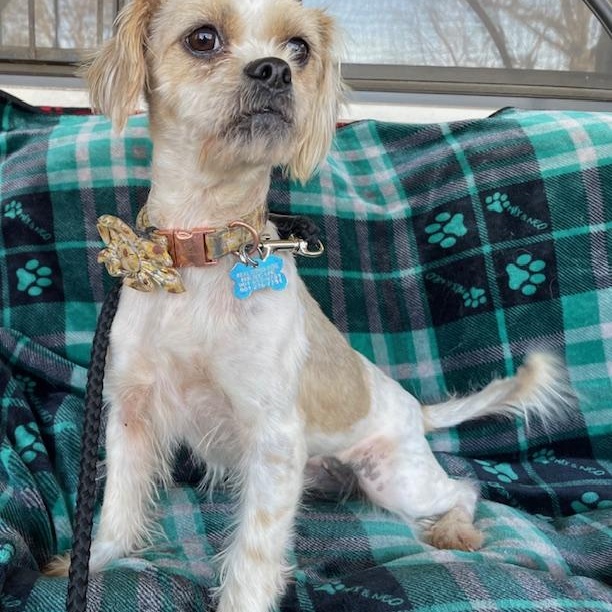 Freckles, a ADOPTABLE mixed breed in Memphis, TN image 2/5