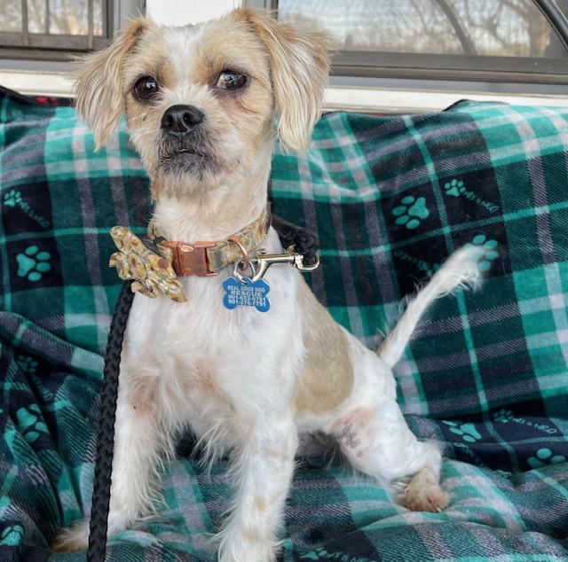 Freckles, a ADOPTABLE mixed breed in Memphis, TN image 3/5