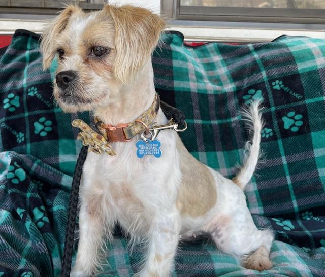 Freckles, a ADOPTABLE mixed breed in Memphis, TN image 4/5