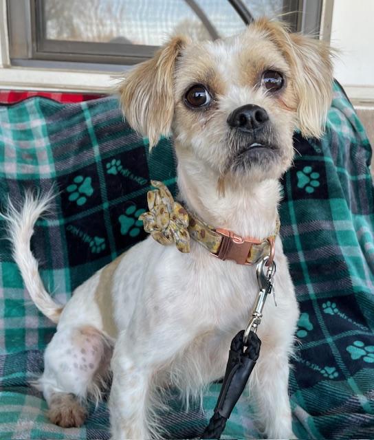 Freckles, a ADOPTABLE mixed breed in Memphis, TN image 5/5