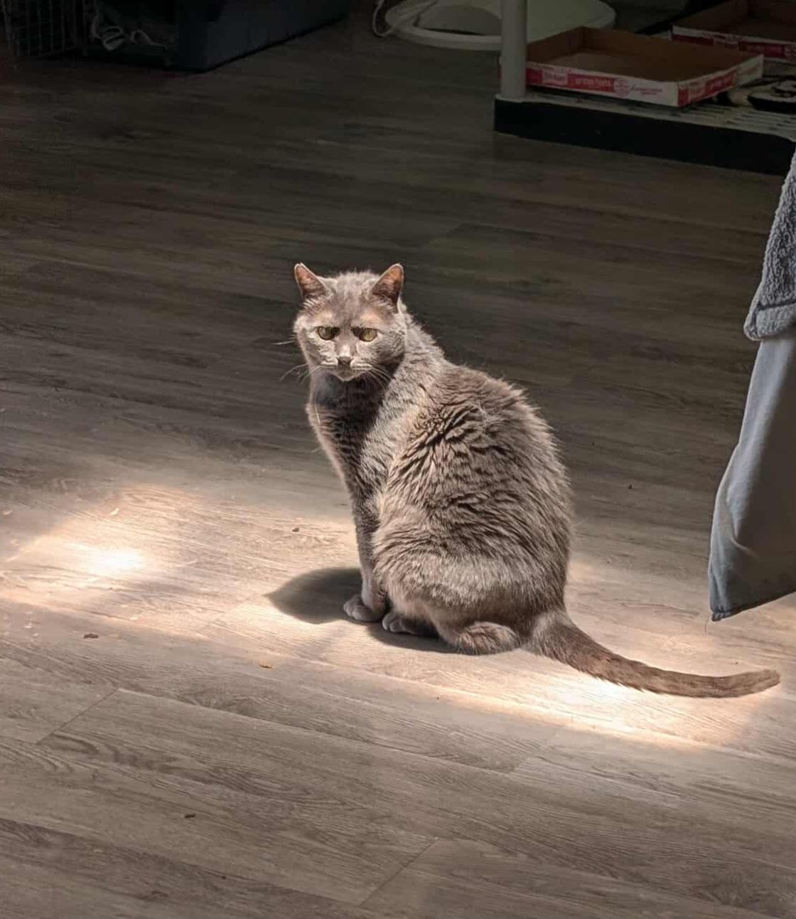 Enlarge Gray, a Adoptable Domestic Short Hair in Melbourne, FL image 1/1