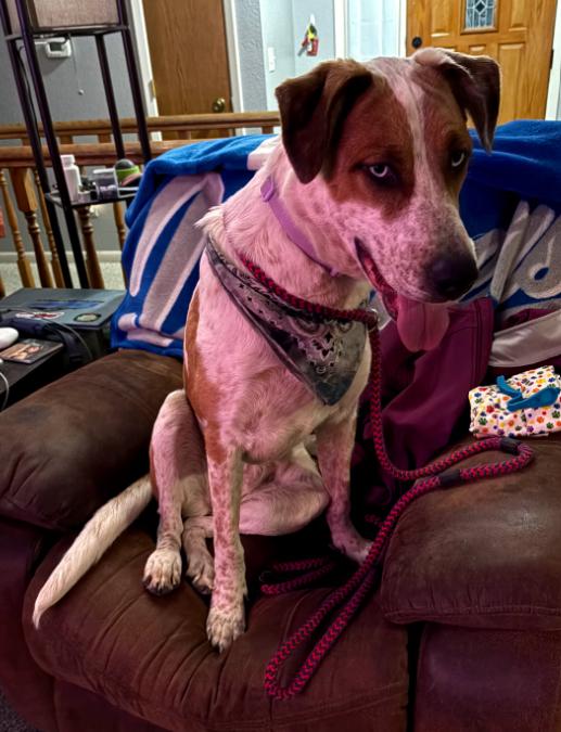 Cinnamon, an adoptable Australian Shepherd in Billings, MT, 59102 | Photo Image 2