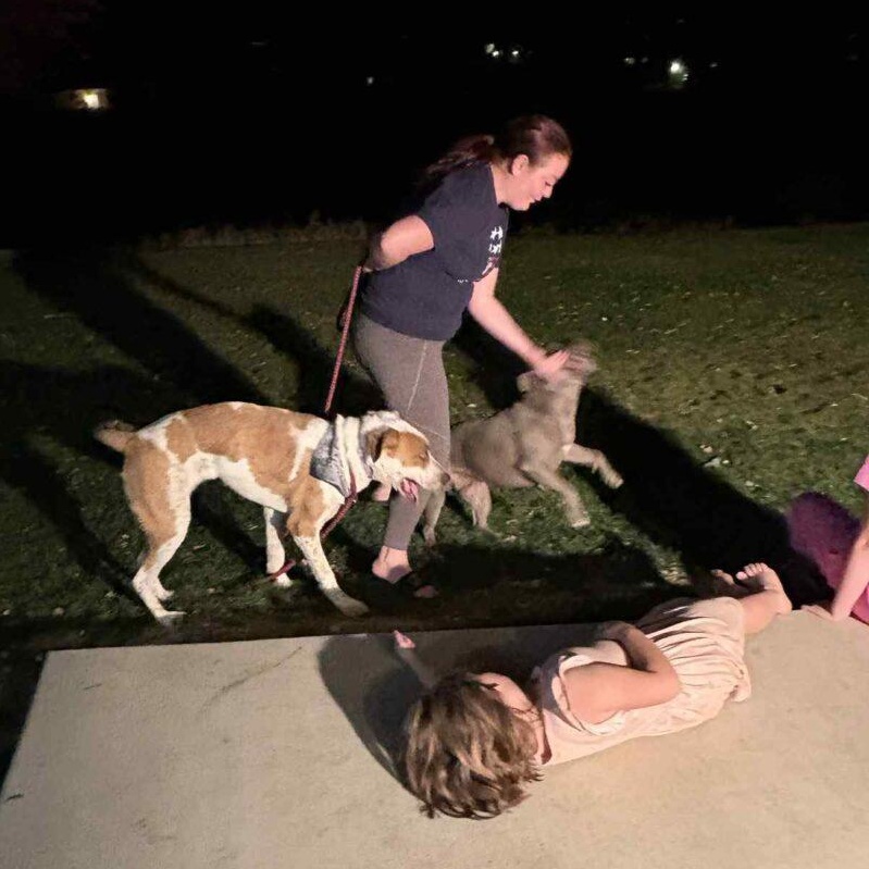 Cinnamon, an adoptable Australian Shepherd in Billings, MT, 59102 | Photo Image 4