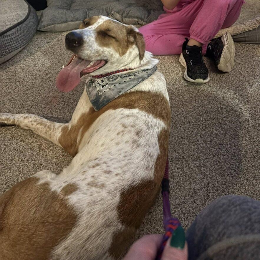 Cinnamon, an adoptable Australian Shepherd in Billings, MT, 59102 | Photo Image 3