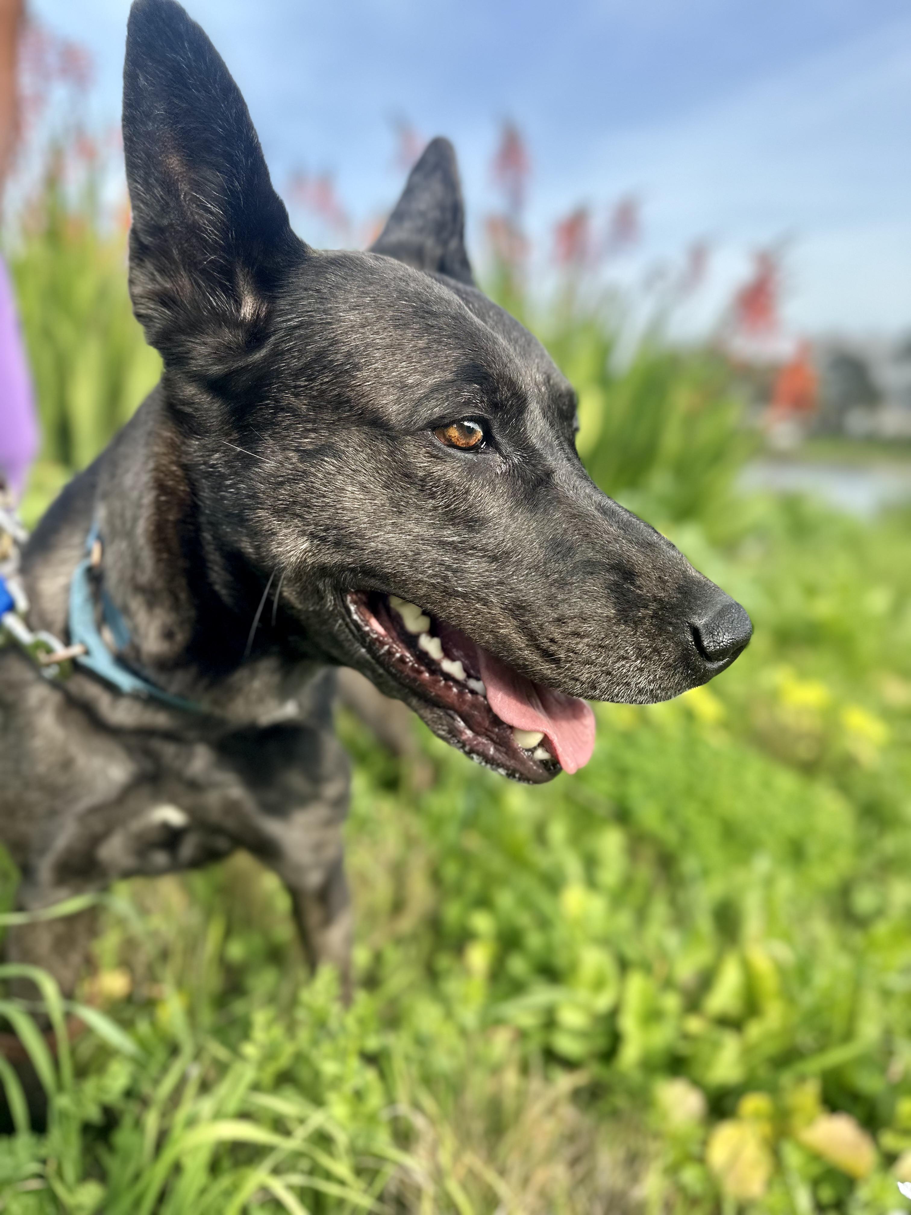 Enlarge Athena, a Adoptable mixed breed in Berkeley, CA image 2/6