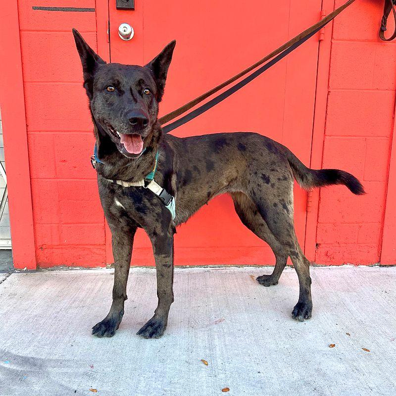 Athena, Adoptable, Young Female German Shepherd Dog & Catahoula Leopard Dog.