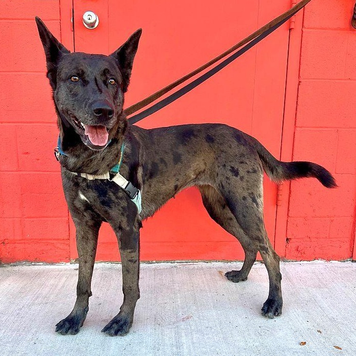 Enlarge Athena, a Adoptable mixed breed in Berkeley, CA image 3/6