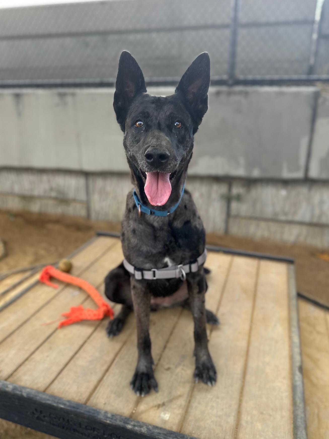 Athena, a Adoptable mixed breed in Berkeley, CA image 2/6