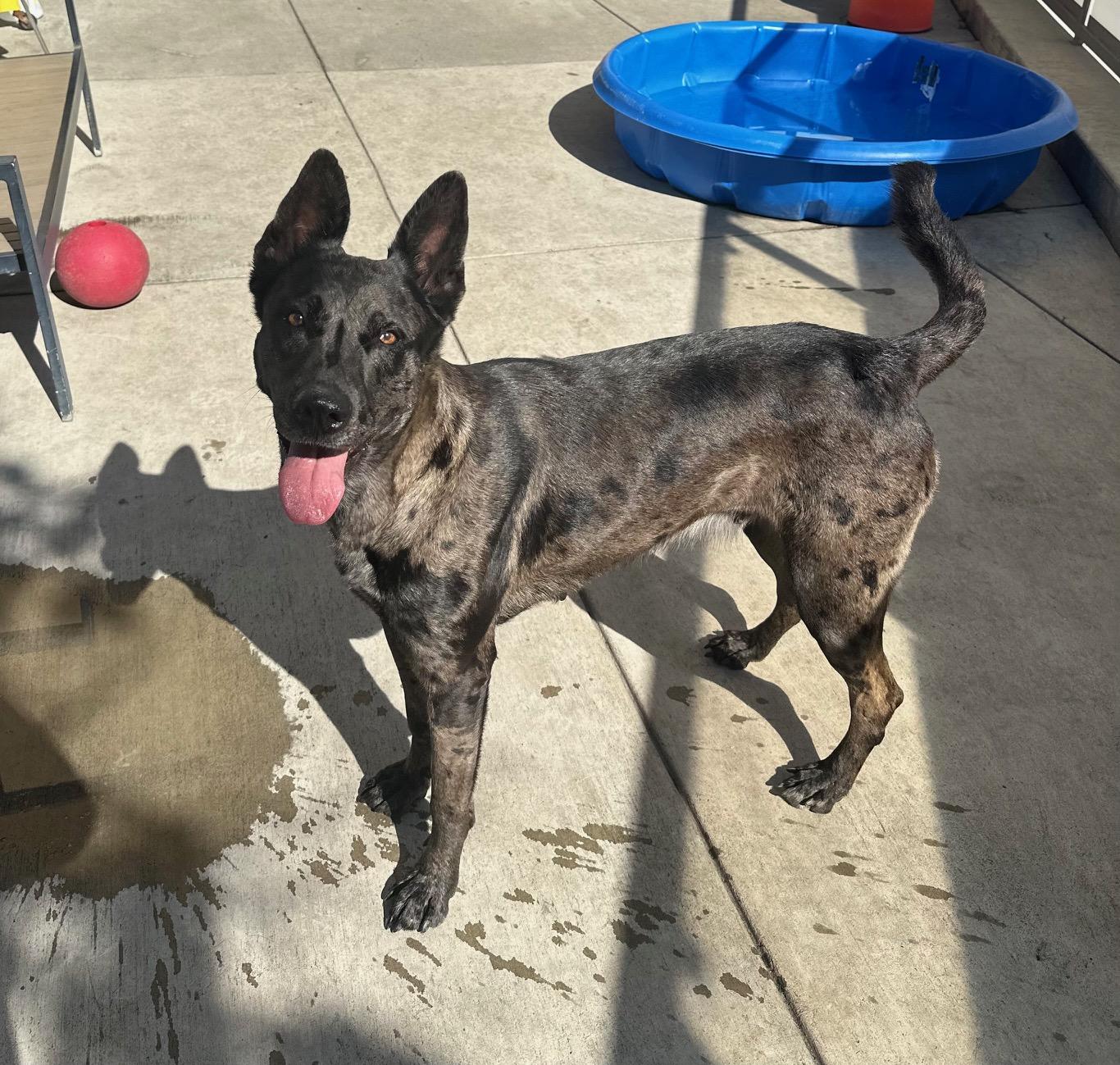 Athena, a Adoptable mixed breed in Berkeley, CA image 3/6