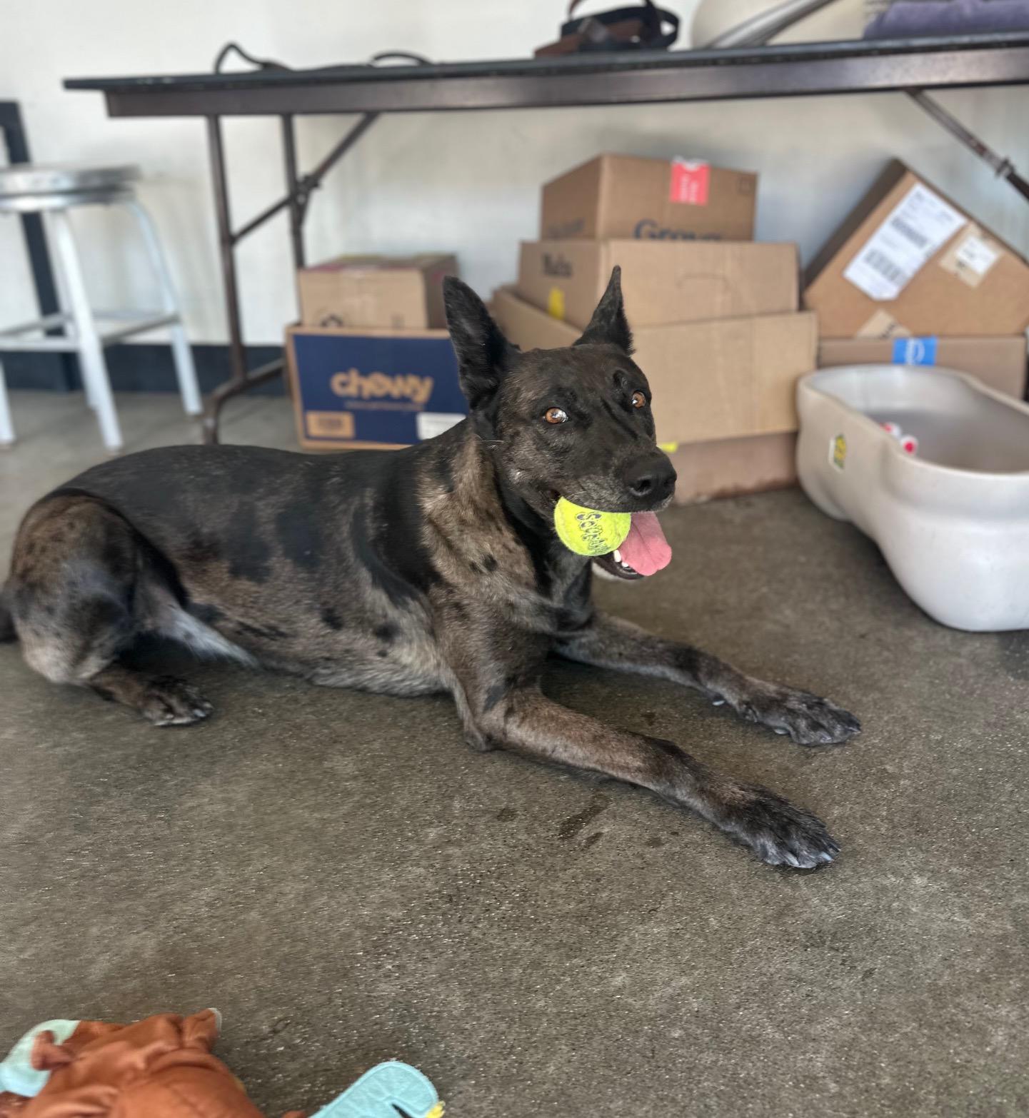 Athena, a Adoptable mixed breed in Berkeley, CA image 5/6