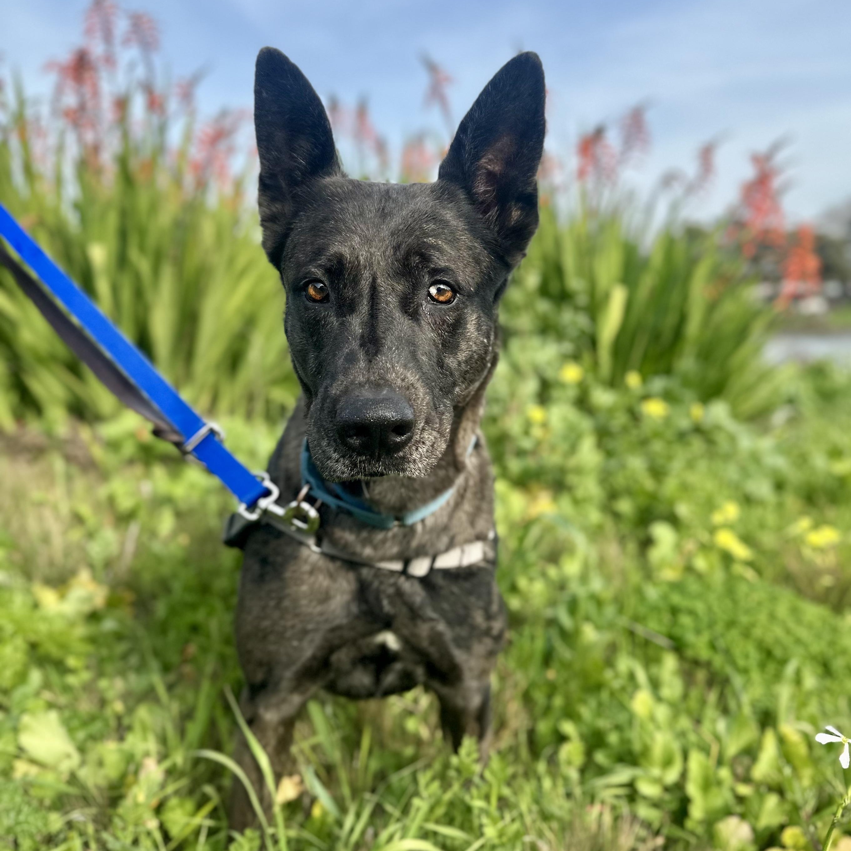 Enlarge Athena, a Adoptable mixed breed in Berkeley, CA image 1/6