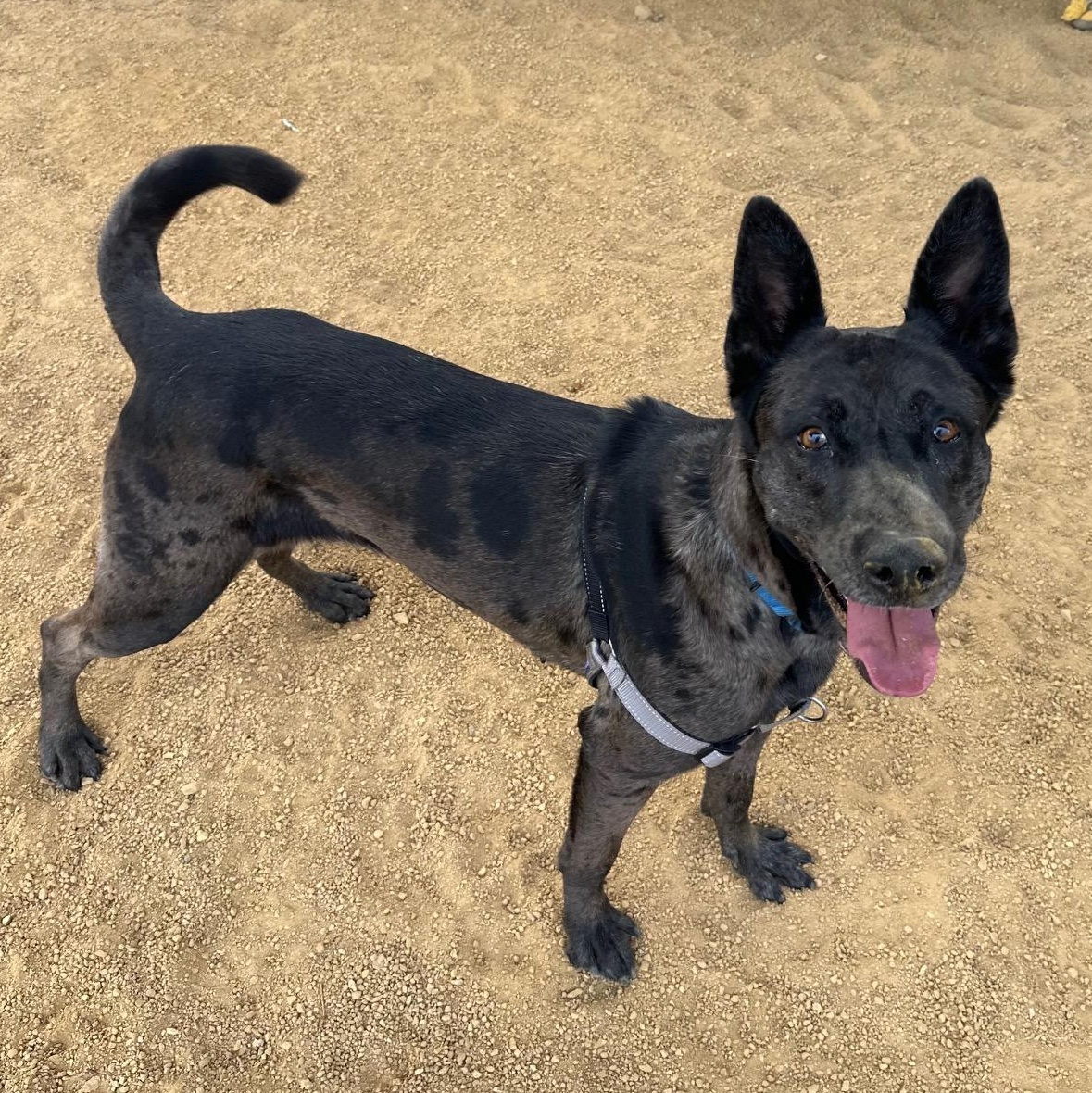 Enlarge Athena, a Adoptable mixed breed in Berkeley, CA image 4/6