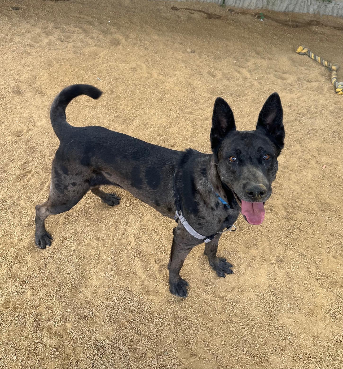Athena, a Adoptable mixed breed in Berkeley, CA image 6/6