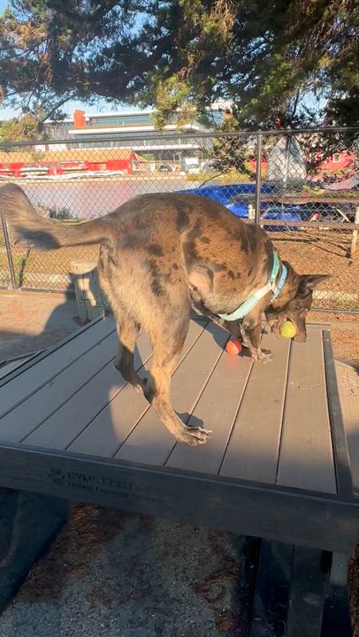 Enlarge Athena, a Adoptable mixed breed in Berkeley, CA video 4/6