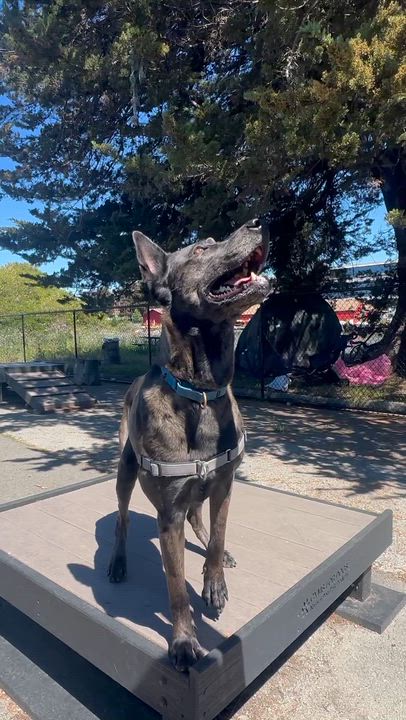 Enlarge Athena, a Adoptable mixed breed in Berkeley, CA video 5/6