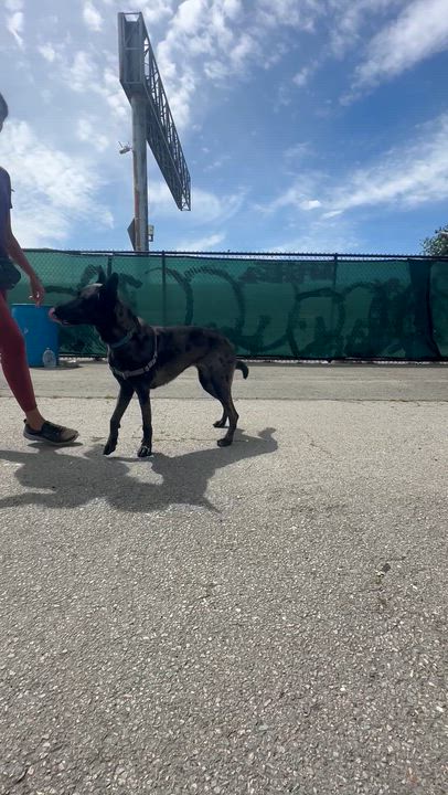 Enlarge Athena, a Adoptable mixed breed in Berkeley, CA video 6/6
