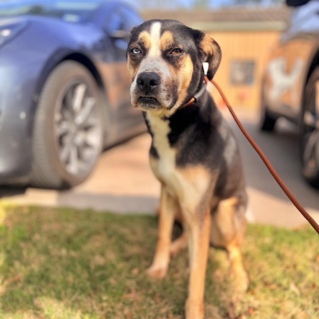 Molly, Adoptable, Adult Female Mixed Breed.