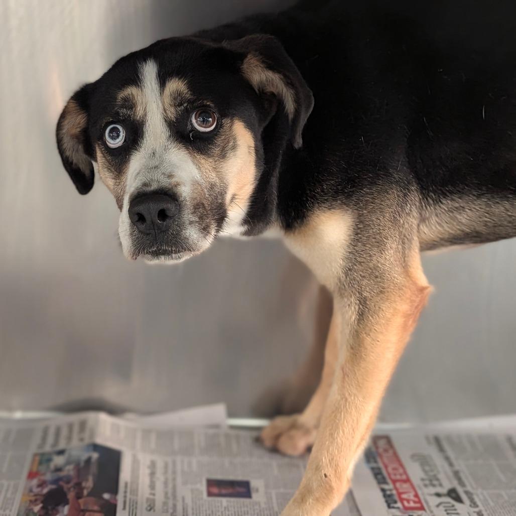 Molly, a Adoptable Mixed Breed in Houston, TX image 1/2