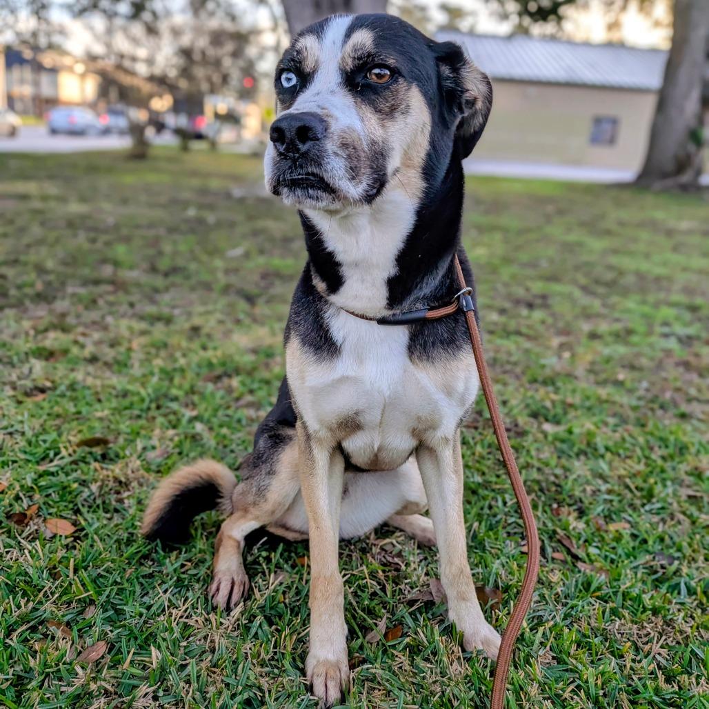 Molly, a Adoptable Mixed Breed in Houston, TX image 2/2