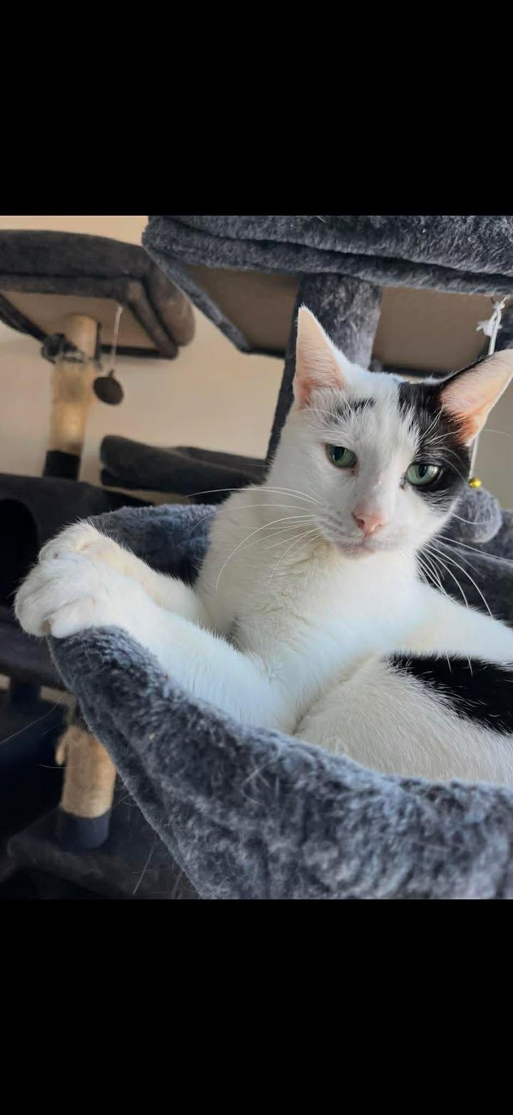 Enlarge Marshmallow, a Adoptable mixed breed in Egg Harbor City, NJ image 1/1